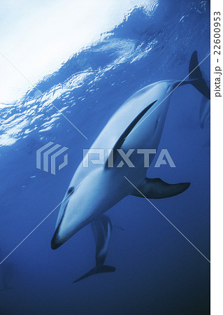 ハラジロカマイルカ ニュージーランド カイコウラ ハラジロカマイルカ ニュージーランド カイコウラ 22600953
