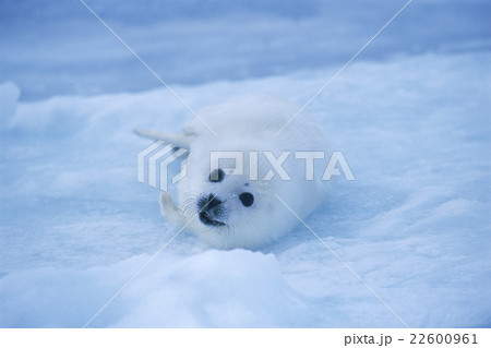 タテゴトアザラシ　赤ちゃん　カナダ　マドレーヌ島 22600961