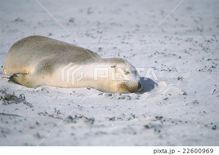 オーストラリアアシカの子ども カンガルー島の写真素材