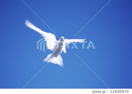 シロアジサシ　ミッドウェー島 22600970