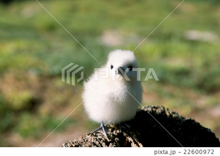 シロアジサシのヒナ　ミッドウェー島 22600972