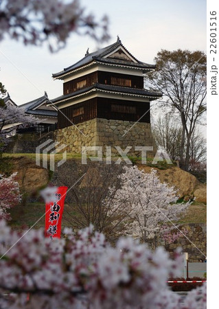 真田丸元城 桜咲く春の信州上田城(真田城) 真田丸元城 桜咲く春の信州上田城(真田城) 22601516