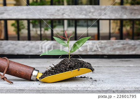 Young plant in Shovel spoon 22601795