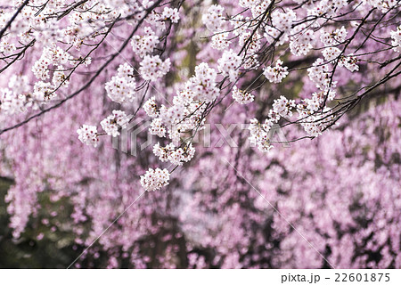 しだれ桜を背景にしたソメイヨシノの枝花の写真素材