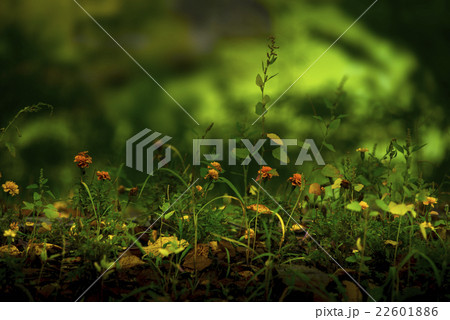 秋の陽射し 秋の陽射し 22601886