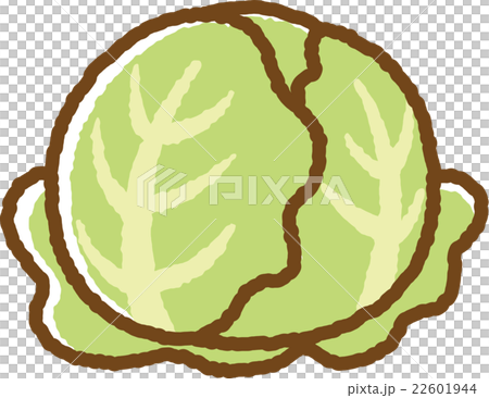 キャベツ キャベツ 22601944