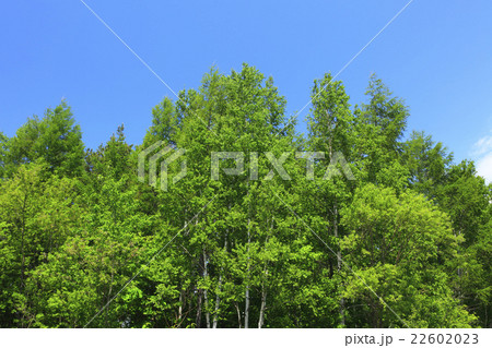 北海道 上富良野町 新緑の雑木林 北海道 上富良野町 新緑の雑木林 22602023