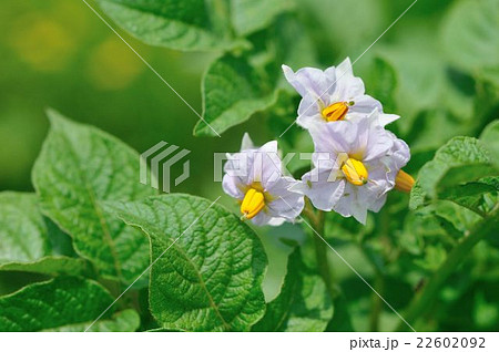 ジャガイモの花 22602092