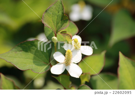 どくだみ 22602095