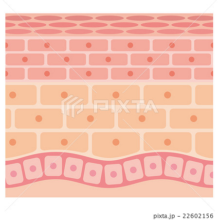 肌の断面図 22602156