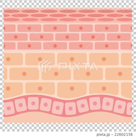 肌の断面図 22602156