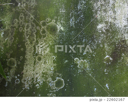 Moss grow on a concrete pavement 22602167