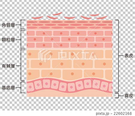 肌の断面図 22602168