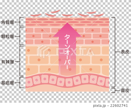 肌のターンオーバー　断面図 22602741