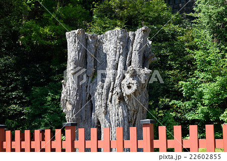 鎌倉 鶴岡八幡宮 大銀杏 鎌倉 鶴岡八幡宮 大銀杏 22602855