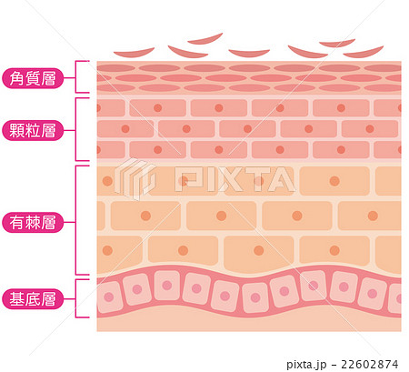 肌の断面図のイラスト素材