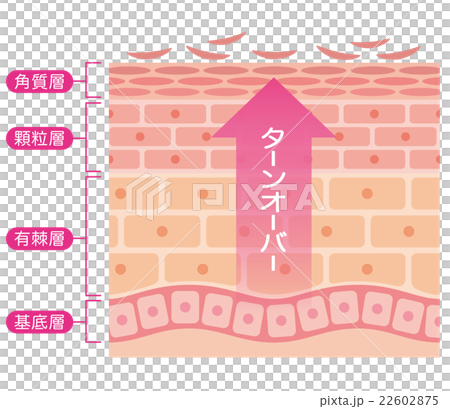 肌のターンオーバー　断面図 22602875