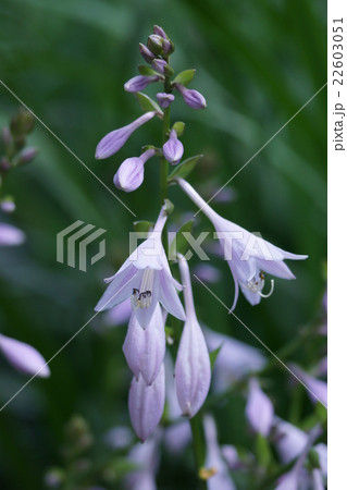 擬宝珠ギボウシ 花言葉は 献身 の写真素材