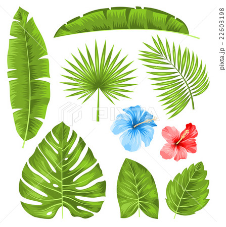 Set Of Tropical Leaves Collection Plants Isolatedのイラスト素材