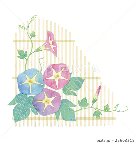 あさがおのイラストのイラスト素材