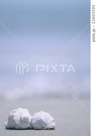 浜辺 22603505