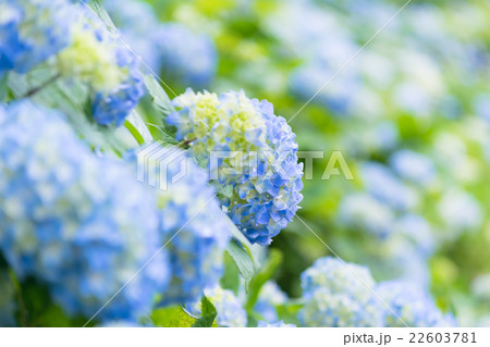 紫陽花 22603781