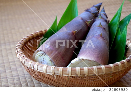 たけのこ たけのこ 22603980