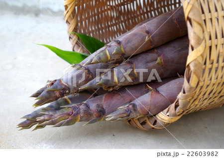 たけのこ 22603982