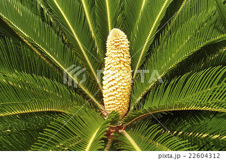 ソテツの花 22604312