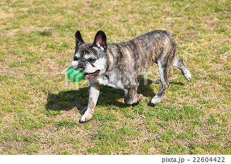 とったど～♪ 22604422