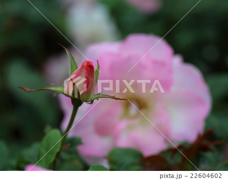 バラのつぼみ バラのつぼみ 22604602