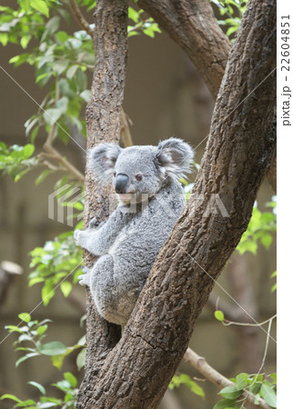 コアラ コアラ 22604851