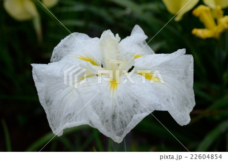 雨に染まり、透き通る花菖蒲、夕鶴・ゆうづるの花 雨に染まり、透き通る花菖蒲、夕鶴・ゆうづるの花 22604854