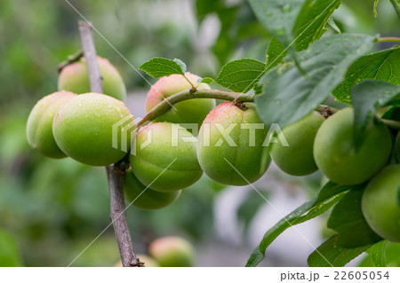 色づき始めた鶯宿梅の実　雨天1 22605054