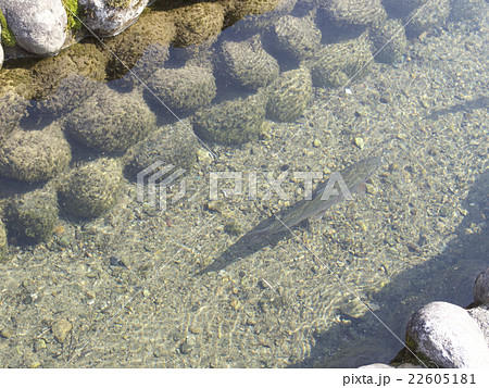 綺麗な水路を泳ぐ魚の写真素材