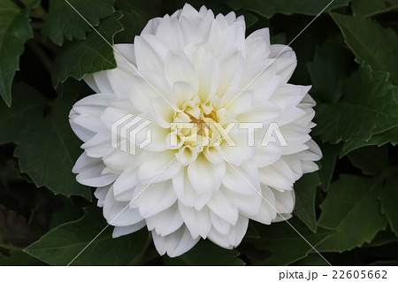ダリア 22605662