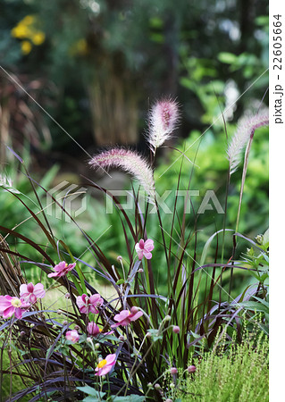 シュウメイギクとパープルファウンテングラス 22605664