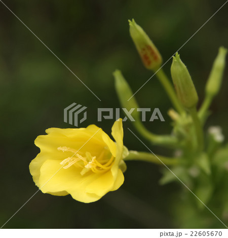 オオマツヨイグサ オオマツヨイグサ 22605670