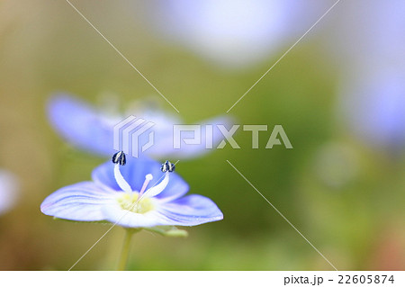 オオイヌノフグリ♪ 22605874