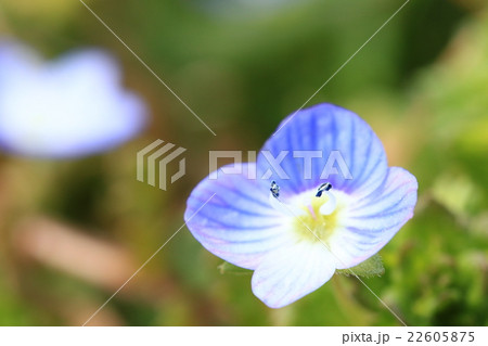 オオイヌノフグリ♪ 22605875
