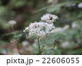 白い花 22606055