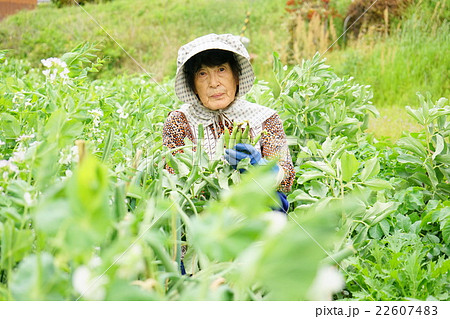 畑で農作業をする高齢者 田んぼ 農業 農家 おばあさん 野菜作りの写真素材