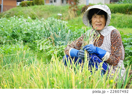 畑で農作業をする高齢者 田んぼ 農業 農家 おばあさん 野菜作り 畑で農作業をする高齢者 田んぼ 農業 農家 おばあさん 野菜作り 22607492