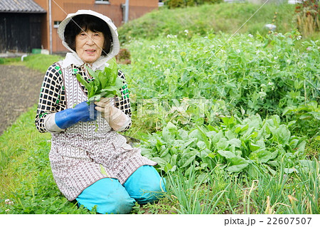 畑で農作業をする高齢者 田んぼ 農業 農家 おばあさん 野菜作りの写真素材