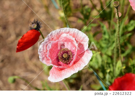 雛罌粟の花/ポピーの花 雛罌粟の花/ポピーの花 22612322