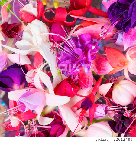 fuchsia flowers like background, card for summer 22612489