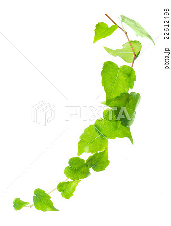 green twig of ivy is isolated on white background 22612493