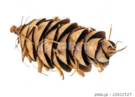 unusual cedar pine cones is isolated white unusual cedar pine cones is isolated white 22612527