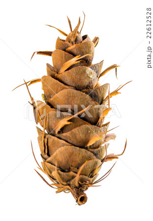 dry unusual cedar pine cones is isolated white dry unusual cedar pine cones is isolated white 22612528