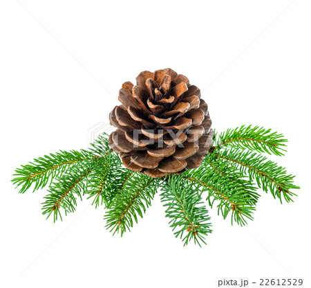 decoration of fir tree branch with cedar cone decoration of fir tree branch with cedar cone 22612529